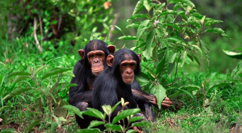 Two young chimpanzees