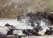 migration-safari-in-Tanzania-1